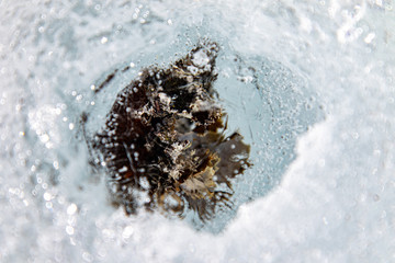 Fungi through Ice