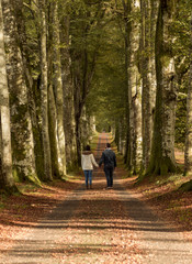 Obraz premium Couple walking in a forest holding hands with leaves on the ground and high trees on the background