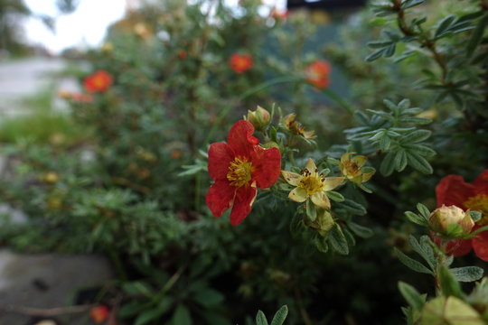Potentilla fruticosa