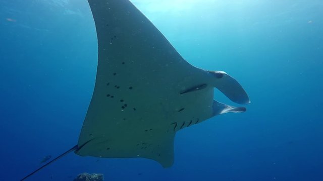 Amazing Manta Ray Gliding Through the Clear Blue Ocean Water in Stradbroke Island, Queensland Australia