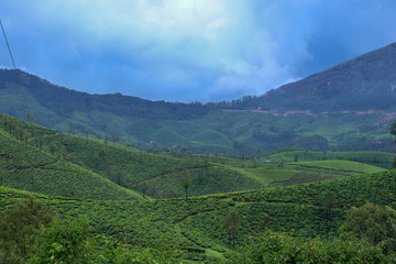 green tea plantations