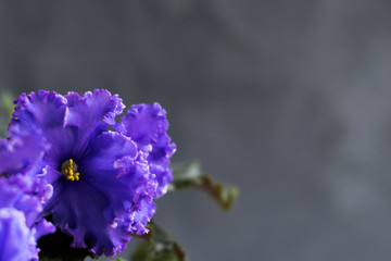 violets flowers sort of aphrodite on a gray stone background with green fluffy leaves. place for...
