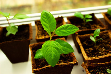 seedling in a pot