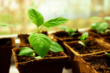 young plant growing in soil