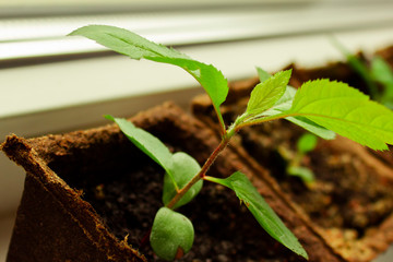 young plant growing in soil