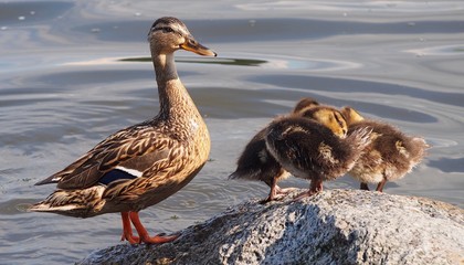 Troskliwa kacza mama i jej potomstwo © Maciek