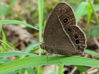 butterfly on a green leaf