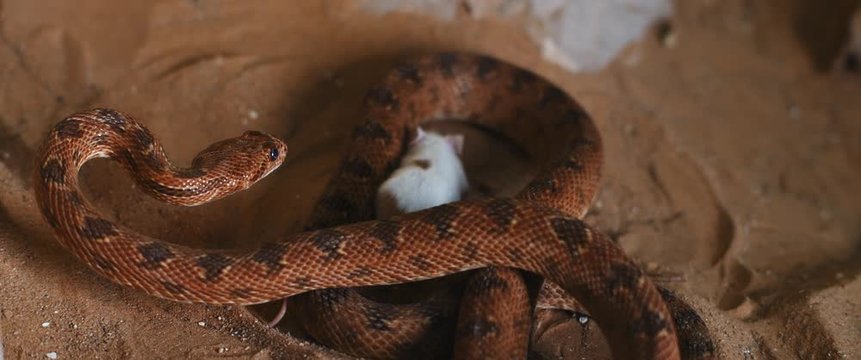 Viper snake preparing to attack a small white mouse. SLOW MOTION, BMPCC 4K