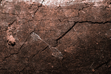 close-up macro detail of tree cross section