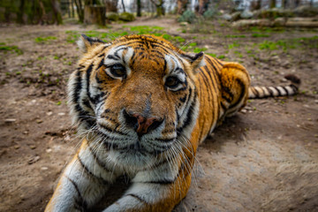 Close up portrait of a tiger