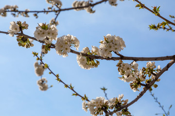 spring tree branches
