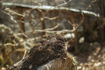 a piece of soil on stone