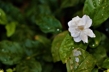Obraz na płótnie Canvas water drops on a white flower