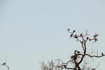 birds on a branch of a tree with blue background