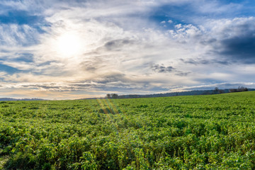 Fototapeta na wymiar Green field with sunny sky with clouds