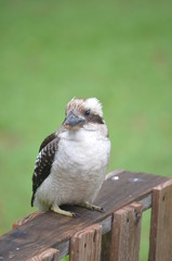 Australian kookaburra