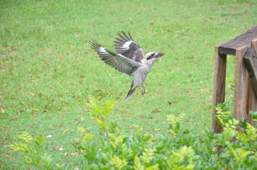 Australian kookaburra