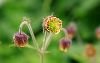 Plant flower in bloom in Apuseni Mountains