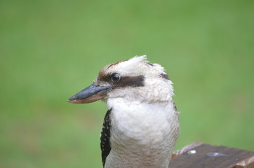 Australian kookaburra