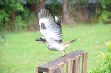 Australian kookaburra