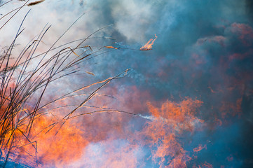 Fire, strong smoke. Burning reed in the swamp. Natural disaster