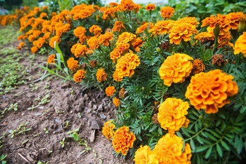Colorful flowers grow in the city park