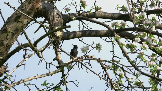 European Starling  / Common Starling on blooming tree in spring (Sturnus vulgaris) - (4K)