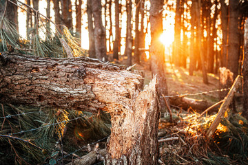 Mendiola, Monte Ulia, Donostia San Sebastian