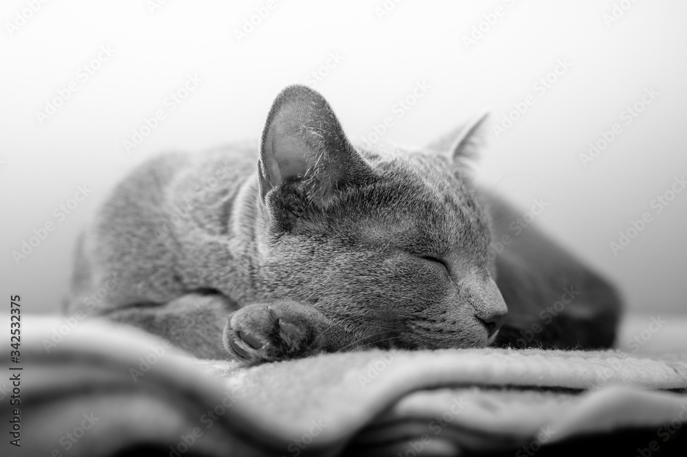 Wall mural sleeping cat isolated on white background