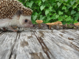 Hedgehog and Mushrooms © Carissa