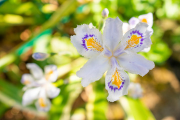Fringed iris (Iris japonica). Beautiful white yellow and violet flowers.