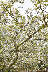 Fototapeta premium 桜 鹿児島県 丸岡公園 こもれびの里