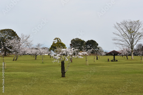 桜 鹿児島県 丸岡公園 こもれびの里 Wall Mural Wallpaper Murals Joe 桜 鹿児島県 丸岡公園 こもれびの里 Wall Mural Wallpaper Murals Joe