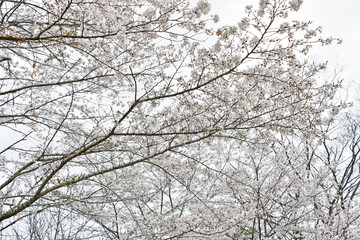 桜　鹿児島県　丸岡公園　こもれびの里