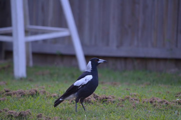 Australian magpie