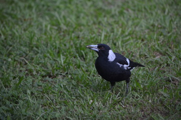 Australian magpie