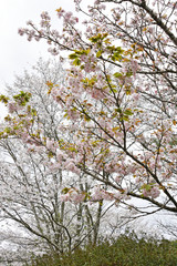 桜　鹿児島県　丸岡公園　こもれびの里