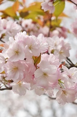 桜　鹿児島県　丸岡公園　こもれびの里