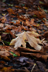 Fallen Leafs