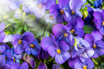 Purple pansy flowers in the sunshine. Macro images of flower faces in the spring. Pansies in the garden