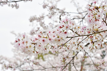 Fototapeta premium 桜 鹿児島県 丸岡公園 こもれびの里