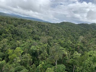 Fototapeta na wymiar Australian rainforest Kuranda