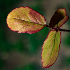 Red and yellow toned plant. Close-up macro details of leaf.