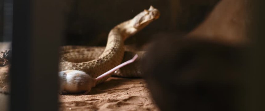 Horned viper snake biting a mouse in terrarium and releasing it. Also known as the sidewinder (Crotalus cerastes), it is a venomous pit viper species. SLOW MOTION, BMPCC 4K.