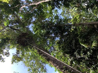 Australian rainforest Kuranda