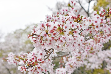 桜　鹿児島県　丸岡公園　こもれびの里
