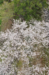 桜　鹿児島県　丸岡公園　こもれびの里