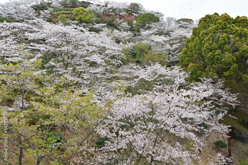 桜 鹿児島県 丸岡公園 こもれびの里 Wall Mural Wallpaper Murals Joe 桜 鹿児島県 丸岡公園 こもれびの里 Wall Mural Wallpaper Murals Joe