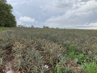 Pineapple field/ plantation 