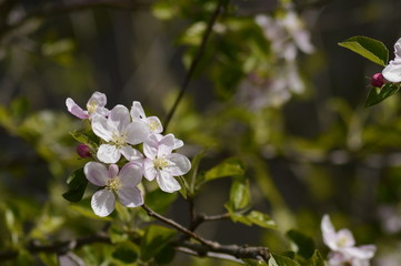 blossom apple branch in spring